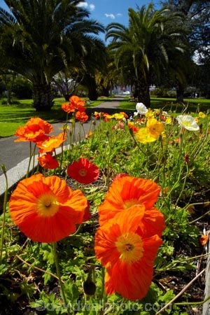 ANZAC-Park;ANZAC-Pk;Anzac-Sq;Anzac-Sq.;Anzac-Square;bloom;blooming;blooms;fresh;grow;growth;N.Z.;Nelson;Nelson-City;Nelson-District;Nelson-Region;New-Zealand;NZ;palm-tree;palm-trees;park;parks;poppies;poppy;renew;S.I.;season;seasonal;seasons;SI;South-Is;South-Is.;South-Island;spring;Spring-Flowers;springtime;Sth-Is