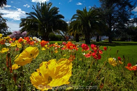 ANZAC-Park;ANZAC-Pk;Anzac-Sq;Anzac-Sq.;Anzac-Square;bloom;blooming;blooms;fresh;grow;growth;N.Z.;Nelson;Nelson-City;Nelson-District;Nelson-Region;New-Zealand;NZ;palm-tree;palm-trees;park;parks;poppies;poppy;renew;S.I.;season;seasonal;seasons;SI;South-Is;South-Is.;South-Island;spring;Spring-Flowers;springtime;Sth-Is