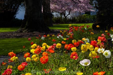 ANZAC-Park;ANZAC-Pk;Anzac-Sq;Anzac-Sq.;Anzac-Square;bloom;blooming;blooms;blossom;fresh;grow;growth;N.Z.;Nelson;Nelson-City;Nelson-District;Nelson-Region;New-Zealand;NZ;park;parks;poppies;poppy;renew;S.I.;season;seasonal;seasons;SI;South-Is;South-Is.;South-Island;spring;Spring-Flowers;springtime;Sth-Is