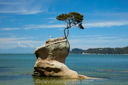 Abel-Tasman;Abel-Tasman-N.P.;Abel-Tasman-National-Park;Abel-Tasman-NP;beach;beaches;coast;coastal;coastline;coastlines;coasts;hot;N.Z.;national-park;national-parks;Nelson-Region;New-Zealand;NZ;ocean;oceans;rock;S.I.;sea;seas;shore;shoreline;shorelines;shores;South-Is;South-Island;Sth-Is;summer;Tasman-Bay;Tasman-District;Tinline-Bay;tree;tree-on-rock;water
