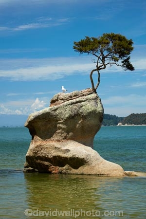 Abel-Tasman;Abel-Tasman-N.P.;Abel-Tasman-National-Park;Abel-Tasman-NP;beach;beaches;coast;coastal;coastline;coastlines;coasts;hot;N.Z.;national-park;national-parks;Nelson-Region;New-Zealand;NZ;ocean;oceans;rock;S.I.;sea;seas;shore;shoreline;shorelines;shores;South-Is;South-Island;Sth-Is;summer;Tasman-Bay;Tasman-District;Tinline-Bay;tree;tree-on-rock;water