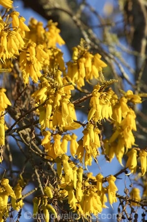 bloom;blooming;blooms;fresh;grow;growth;kowhai;kowhai-flower;kowhai-flowers;kowhai-tree;kowhai-trees;Motueka;N.Z.;Nelson-Region;New-Zealand;NZ;renew;S.I.;season;seasonal;seasons;SI;Sophora-sp;South-Is.;South-Island;spring;springtime;yellow