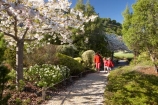 bloom;blooming;blooms;blossom;blossoming;blossoms;botanic-garden;botanic-gardens;botanical-garden;botanical-gardens;families;family;fresh;garden;gardens;grow;growth;Miyazu-Garden;Miyazu-Japanese-Garden;Myazu;N.Z.;Nelson;Nelson-City;Nelson-Region;New-Zealand;NZ;people;person;renew;S.I.;season;seasonal;seasons;SI;South-Is.;South-Island;spring;springtime