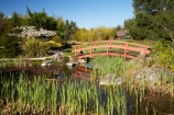 bloom;blooming;blooms;blossom;blossoming;blossoms;botanic-garden;botanic-gardens;botanical-garden;botanical-gardens;bridge;bridges;fresh;garden;gardens;grow;growth;Miyazu-Garden;Miyazu-Japanese-Garden;Myazu;N.Z.;Nelson;Nelson-City;Nelson-Region;New-Zealand;NZ;reed;reeds;renew;S.I.;season;seasonal;seasons;SI;South-Is.;South-Island;spring;springtime