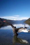 aquatic-bird;bird;birds;black-swan;Black-Swans;calm;Cygnus-atratus;lake;Lake-Rotoroa;lakes;mount;mountain;mountain-peak;mountainous;mountains;mountainside;mt;mt.;N.Z.;national-park;national-parks;Nelson-District;Nelson-Lakes-N.P.;Nelson-Lakes-National-Park;Nelson-Lakes-NP;Nelson-Region;New-Zealand;NZ;outdoors;peak;peaks;placid;quiet;range;ranges;reflection;reflections;S.I.;Saint-Arnaud;serene;SI;smooth;snow;snow-capped;snow_capped;snowcapped;snowy;South-Is;South-Island;St-Arnaud;St.-Arnaud;still;summit;summits;swan;swans;Tasman-District;Tasman-Region;tranquil;Travers-Range;water;waterfowl