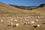 agricultural;agriculture;country;countryside;farm;farming;farmland;farms;field;fields;meadow;meadows;N.Z.;Nelson-District;Nelson-Region;New-Zealand;NZ;paddock;paddocks;pasture;pastures;rural;S.I.;sheep;SI;South-Is;South-Island;St-Arnaud;stock;Tasman-District;Tasman-Region