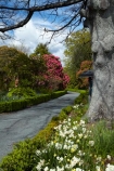 flower;flowers;garden;gardens;Nelson;Nelson-City;Nelson-District;Nelson-Region;New-Zealand;NZ;S.I.;South-Is;South-Island;spring;srpingtime;Sth-Is