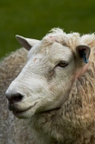 agricultural;agriculture;animal;animals;country;countryside;domestic-stock;drove;droving;ewes;farm;farm-animals;farming;farmland;farms;field;fields;flock;flocks;herbivore;herbivores;herbivorous;herd;herds;livestock;mammal;mammals;meadow;meadows;Nelson;Nelson-District;Nelson-Region;New-Zealand;NZ;outdoor;outdoors;outside;paddock;paddocks;pasture;pastures;rural;S.I.;sheep;South-Is;South-Island;Sth-Is;stock;Tasman-District;Wakefield;white