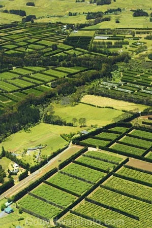 aerial;aerials;agricultural;agriculture;bay-of-islands;country;countryside;crop;crops;farm;farming;farmland;farms;field;fields;fruit;hedgerow;hedgerows;horticultural;horticulture;kerikeri;kiwi-fruit;kiwifruit;meadow;meadows;new-zealand;north-is.;north-island;north-islands;northland;orchard;orchards;paddock;paddocks;pasture;pastures;rural;sub-tropical;sub_tropical;windbreak;windbreaks