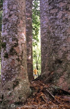 bush;forests;native;timber;trees;wood