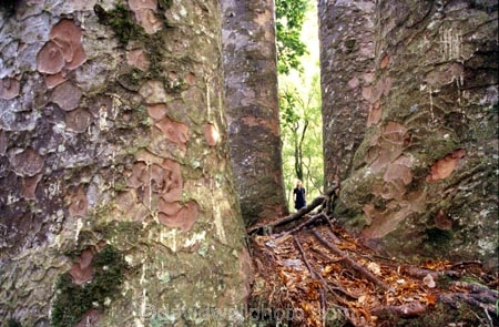 bush;forests;native;timber;trees;wood