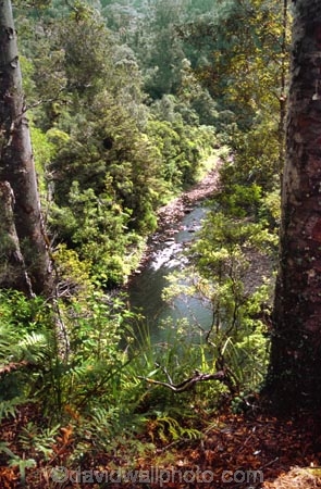 black-tree-fern;botany;bush;fern;ferns;flora;foiliage;forests;mamaku;native;pond;ponga;punga;river;stream;timber;trees;wood