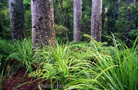 botany;bush;flora;foiliage;forests;native;timber;trees;wood