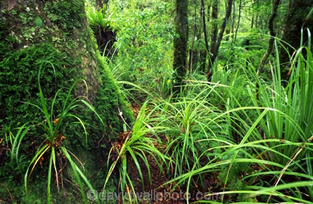 botany;bush;flora;foiliage;forests;native;timber;trees;wood