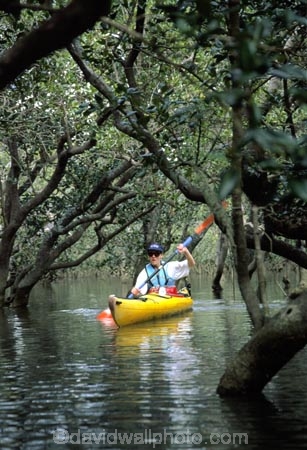 color;colors;colour;colours;green;kayak;kayaker;mangrove;natural;nature;rivers;scene;scenic;sea-kayak;water;water-fall;water-falls;waterfall;waterfalls;wet;yellow