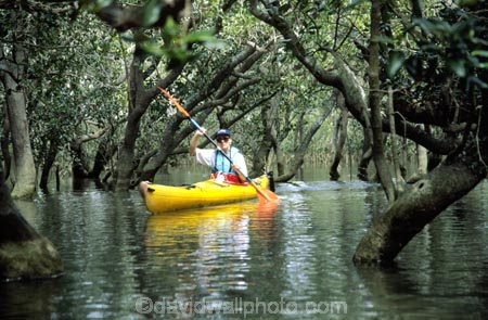 color;colors;colour;colours;green;kayak;kayaker;mangrove;natural;nature;rivers;scene;scenic;sea-kayak;water;water-fall;water-falls;waterfall;waterfalls;wet;yellow