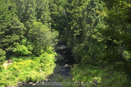 bay-of-islands;brook;brooks;creek;creeks;fern;ferns;flora;forest;forestry;forests;green;Kerikeri;Kerikeri-River;lush;native-bush;new-zealand;north-is.;north-island;Northland;outdoor;outdoors;Rainbow-Falls;rivers;stream;streams;undergrowth;watercourse