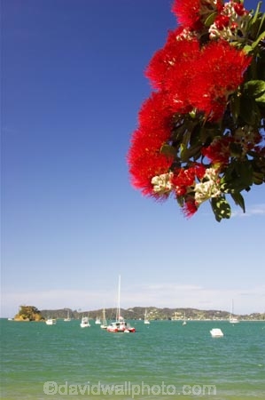 Bay-of-Islands;beach;beaches;crimson;flower;flowers;icon;icons;leaf;leaves;Metrosideros-excelsa;native;nature;new-zealand;North-Auckland;north-is.;north-island;Northland;Paihia;Pohutukawa;pohutukawas;red;shore;shoreline;summer;symbol;symbols