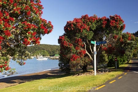 Bay-of-Islands;beach;beaches;boat;boats;crimson;flower;flowers;icon;icons;leaf;leaves;Metrosideros-excelsa;native;nature;new-zealand;north-is.;north-island;Northland;Paihia;Pohutukawa;pohutukawas;red;russell;shore;shoreline;summer;symbol;symbols;tree;trees;yacht;yachts