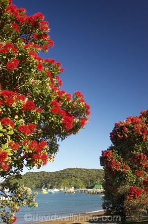 Bay-of-Islands;beach;beaches;boat;boats;crimson;flower;flowers;icon;icons;leaf;leaves;Metrosideros-excelsa;native;nature;new-zealand;north-is.;north-island;Northland;Paihia;Pohutukawa;pohutukawas;red;russell;shore;shoreline;summer;symbol;symbols;tree;trees;yacht;yachts