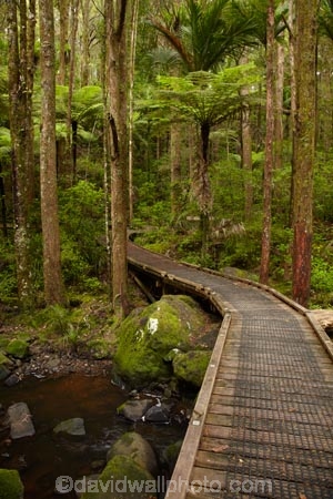 A.H.-Reed-Memorial-Kauri-Park;A.H.-Reed-Memorial-Park;beautiful;beauty;bridge;bridges;brook;brooks;bush;creek;creeks;cyathea;endemic;fern;ferns;flora;flow;foot-bridge;foot-bridges;footbridge;footbridges;forest;forestry;forests;frond;fronds;green;hiking-track;hiking-tracks;Kauri-Forest;Kauri-Forests;lush;N.I.;N.Z.;native;native-bush;natives;natural;nature;New-Zealand;NI;North-Is;North-Is.;North-Island;Northland;NZ;outdoor;outdoors;pedestrian-bridge;pedestrian-bridges;plant;plants;ponga;pongas;punga;pungas;rain-forest;rain-forests;rain_forest;rain_forests;rainforest;rainforests;scene;scenic;stream;streams;track;tracks;tree;tree-fern;tree-ferns;tree-trunk;tree-trunks;trees;trunk;trunks;undergrowth;Waikoromiko-Stream;walking-track;walking-tracks;water;watercourse;wet;Whangarei;wood;woods