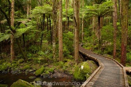 A.H.-Reed-Memorial-Kauri-Park;A.H.-Reed-Memorial-Park;beautiful;beauty;bridge;bridges;brook;brooks;bush;creek;creeks;cyathea;endemic;fern;ferns;flora;flow;foot-bridge;foot-bridges;footbridge;footbridges;forest;forestry;forests;frond;fronds;green;hiking-track;hiking-tracks;Kauri-Forest;Kauri-Forests;lush;N.I.;N.Z.;native;native-bush;natives;natural;nature;New-Zealand;NI;North-Is;North-Is.;North-Island;Northland;NZ;outdoor;outdoors;pedestrian-bridge;pedestrian-bridges;plant;plants;ponga;pongas;punga;pungas;rain-forest;rain-forests;rain_forest;rain_forests;rainforest;rainforests;scene;scenic;stream;streams;track;tracks;tree;tree-fern;tree-ferns;tree-trunk;tree-trunks;trees;trunk;trunks;undergrowth;Waikoromiko-Stream;walking-track;walking-tracks;water;watercourse;wet;Whangarei;wood;woods