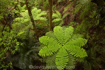 A.H.-Reed-Memorial-Kauri-Park;A.H.-Reed-Memorial-Park;beautiful;beauty;bush;cyathea;endemic;fern;ferns;forest;forests;frond;fronds;green;N.I.;N.Z.;native;native-bush;natives;natural;nature;New-Zealand;NI;North-Is;North-Is.;North-Island;Northland;NZ;plant;plants;ponga;pongas;punga;pungas;rain-forest;rain-forests;rain_forest;rain_forests;rainforest;rainforests;scene;scenic;tree;tree-fern;tree-ferns;trees;Whangarei