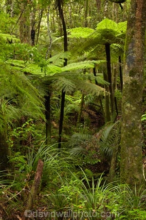 beautiful;beauty;bush;cyathea;endemic;fern;ferns;forest;forest-reserve;forests;frond;fronds;green;Kauri-Coast;kauri-forest;kauri-forests;lush;N.I.;N.Z.;native;native-bush;natives;natural;nature;New-Zealand;NI;North-Is;North-Is.;North-Island;Northland;NZ;plant;plants;ponga;pongas;punga;pungas;rain-forest;rain-forests;rain_forest;rain_forests;rainforest;rainforests;scene;scenic;timber;tree;tree-fern;tree-ferns;trees;Trounson-Kauri-forest;Trounson-Kauri-Park;Trounson-Park;wood;woods