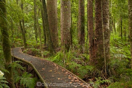 beautiful;beauty;boardwalk;boardwalks;bush;endemic;forest;forest-reserve;forests;green;Kauri-Coast;kauri-forest;kauri-forests;Kauri-Tree;Kauri-Trees;lush;N.I.;N.Z.;native;native-bush;natives;natural;nature;New-Zealand;NI;North-Is;North-Is.;North-Island;Northland;NZ;rain-forest;rain-forests;rain_forest;rain_forests;rainforest;rainforests;scene;scenic;timber;tree;tree-trunk;tree-trunks;trees;Trounson-Kauri-forest;Trounson-Kauri-Park;Trounson-Park;trunk;trunks;wood;woods