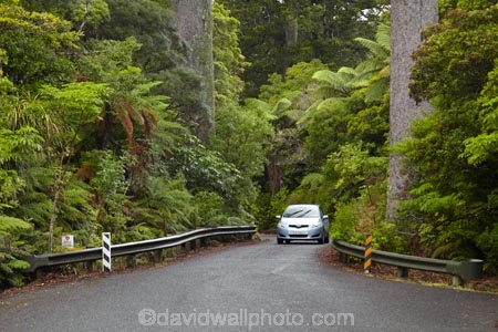 automobile;automobiles;car;cars;driving;highway;highways;kauri;kauri-bridge;kauri-bridges;Kauri-Coast;kauri-forest;kauri-forests;kauri-tree;kauri-trees;kauris;N.I.;N.Z.;New-Zealand;NI;North-Is;North-Is.;North-Island;Northland;NZ;open-road;open-roads;Road;road-trip;roads;state-highway-12;state-highway-twelve;Toyota-Carolla;Toyota-Carollas;tranportation;transport;transportation;travel;traveling;travelling;trip;trips;vehicle;vehicles;Waipoua;Waipoua-Forest;Waipoua-Kauri-forest