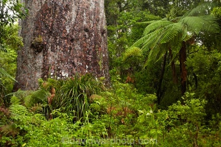 2000-year-old-kauri-tree;beautiful;beauty;bg-kauri;bg-kauris;big-tree;big-trees;bush;endemic;forest;forests;giant-2000-year-old-kauri-tree;giant-kauri;giant-kauris;giant-tree;giant-trees;green;kauri;Kauri-Coast;kauri-forest;kauri-forests;kauri-tree;kauri-trees;kauris;Lord-of-the-Forest;lush;N.I.;N.Z.;native;native-bush;natives;natural;nature;New-Zealand;NI;North-Is;North-Is.;North-Island;Northland;NZ;rain-forest;rain-forests;rain_forest;rain_forests;rainforest;rainforests;scene;scenic;Tane-Mahuta;Tane-Mahuta-Kauri-Tree;timber;tree;tree-trunk;tree-trunks;trees;trunk;trunks;Waipoua;Waipoua-Forest;Waipoua-Kauri-forest;wood;woods