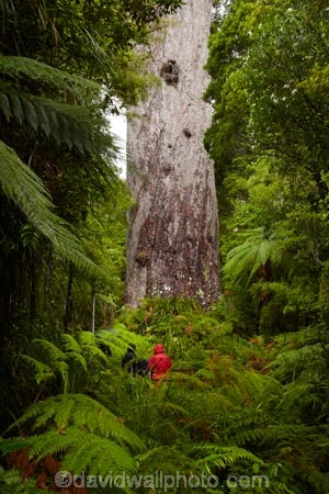 2000-year-old-kauri-tree;beautiful;beauty;bg-kauri;bg-kauris;big-tree;big-trees;bush;endemic;forest;forests;giant-2000-year-old-kauri-tree;giant-kauri;giant-kauris;giant-tree;giant-trees;green;kauri;Kauri-Coast;kauri-forest;kauri-forests;kauri-tree;kauri-trees;kauris;Lord-of-the-Forest;lush;N.I.;N.Z.;native;native-bush;natives;natural;nature;New-Zealand;NI;North-Is;North-Is.;North-Island;Northland;NZ;people;person;rain;rain-forest;rain-forests;rain_forest;rain_forests;rainforest;rainforests;raining;rainy;scene;scenic;Tane-Mahuta;Tane-Mahuta-Kauri-Tree;timber;tourism;tourist;tourists;tree;tree-trunk;tree-trunks;trees;trunk;trunks;Waipoua;Waipoua-Forest;Waipoua-Kauri-forest;wood;woods
