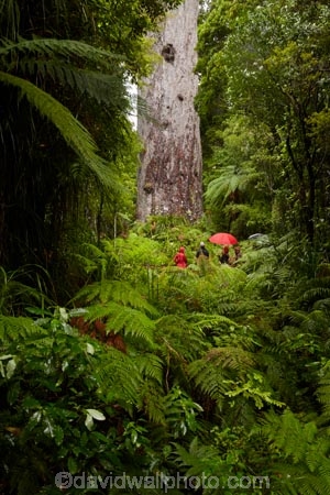 2000-year-old-kauri-tree;beautiful;beauty;bg-kauri;bg-kauris;big-tree;big-trees;bush;endemic;forest;forests;giant-2000-year-old-kauri-tree;giant-kauri;giant-kauris;giant-tree;giant-trees;green;kauri;Kauri-Coast;kauri-forest;kauri-forests;kauri-tree;kauri-trees;kauris;Lord-of-the-Forest;lush;N.I.;N.Z.;native;native-bush;natives;natural;nature;New-Zealand;NI;North-Is;North-Is.;North-Island;Northland;NZ;people;person;rain;rain-forest;rain-forests;rain_forest;rain_forests;rainforest;rainforests;raining;rainy;scene;scenic;Tane-Mahuta;Tane-Mahuta-Kauri-Tree;timber;tourism;tourist;tourists;tree;tree-trunk;tree-trunks;trees;trunk;trunks;umbrella;umbrellas;Waipoua;Waipoua-Forest;Waipoua-Kauri-forest;wood;woods
