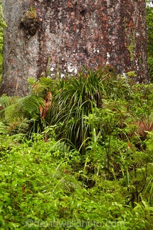 2000-year-old-kauri-tree;beautiful;beauty;bg-kauri;bg-kauris;big-tree;big-trees;bush;endemic;forest;forests;giant-2000-year-old-kauri-tree;giant-kauri;giant-kauris;giant-tree;giant-trees;green;kauri;Kauri-Coast;kauri-forest;kauri-forests;kauri-tree;kauri-trees;kauris;Lord-of-the-Forest;lush;N.I.;N.Z.;native;native-bush;natives;natural;nature;New-Zealand;NI;North-Is;North-Is.;North-Island;Northland;NZ;rain-forest;rain-forests;rain_forest;rain_forests;rainforest;rainforests;scene;scenic;Tane-Mahuta;Tane-Mahuta-Kauri-Tree;timber;tree;tree-trunk;tree-trunks;trees;trunk;trunks;Waipoua;Waipoua-Forest;Waipoua-Kauri-forest;wood;woods