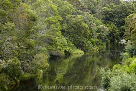 beautiful;beauty;bush;calm;endemic;forest;forests;green;Kerikeri;Kerikeri-River;N.I.;N.Z.;native;native-bush;natives;natural;nature;New-Zealand;NI;North-Is;North-Is.;North-Island;Northland;NZ;placid;quiet;reflection;reflections;scene;scenic;serene;smooth;still;tranquil;tree;trees;water