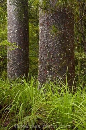 beautiful;beauty;bush;endemic;forest;forests;green;kauri-forest;kauri-forests;Kauri-Tree;Kauri-Trees;Kerikeri;Manginangina;Manginangina-Kauri-Walk;Manginangina-Walk;N.I.;N.Z.;native;native-bush;natives;natural;nature;New-Zealand;NI;North-Is;North-Is.;North-Island;Northland;NZ;Puketi-Forest;rain-forest;rain-forests;rain_forest;rain_forests;rainforest;rainforests;scene;scenic;timber;tree;tree-trunk;tree-trunks;trees;trunk;trunks;wood;woods