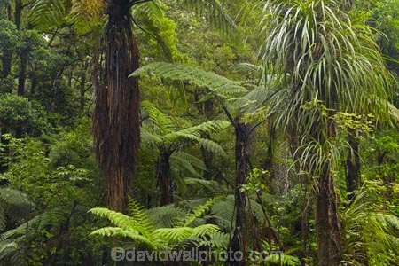 beautiful;beauty;bush;cyathea;endemic;epiphyte;epiphytes;fern;ferns;forest;forests;frond;fronds;green;Kauri-Forest;Kauri-Forests;Kerikeri;Manginangina;Manginangina-Kauri-Walk;Manginangina-Walk;N.I.;N.Z.;native;native-bush;natives;natural;nature;New-Zealand;NI;North-Is;North-Is.;North-Island;Northland;NZ;plant;plants;ponga;pongas;Puketi-Forest;punga;pungas;rain-forest;rain-forests;rain_forest;rain_forests;rainforest;rainforests;scene;scenic;timber;tree;tree-fern;tree-ferns;trees;wood;woods