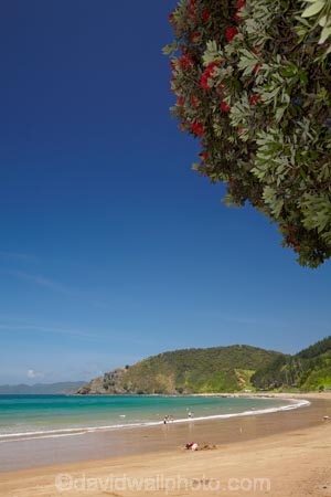 Bay-of-Is;Bay-of-Islands;beach;beaches;coast;coastal;coastline;flower;flowers;Kororareka;Long-Beach;metrosideros-excelsa;N.I.;N.Z.;native;native-plant;native-plants;New-Zealand;NI;North-Is;North-Is.;North-Island;Northland;NZ;ocean;Oneroa-Bay;plant;plants;pohutakawa;pohutakawas;pohutukawa;pohutukawa-flower;pohutukawa-flowers;pohutukawa-tree;pohutukawa-trees;pohutukawas;Russell;sand;sandy;shore;shoreline;summer;tree;trees