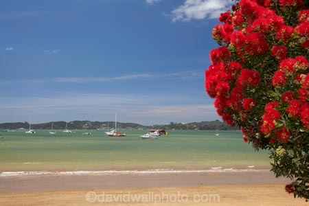 Bay-of-Is;Bay-of-Islands;beach;beaches;coast;coastal;coastline;crimson;flower;flowers;icon;icons;metrosideros-excelsa;N.I.;N.Z.;native;native-plant;native-plants;nature;new-zealand;NI;North-Auckland;North-Is;north-is.;north-island;Northland;NZ;Paihia;plant;plants;pohutakawa;pohutakawas;Pohutukawa;pohutukawa-flower;pohutukawa-flowers;pohutukawa-tree;pohutukawa-trees;pohutukawas;red;sand;sandy;shore;shoreline;summer;symbol;symbols;tree;trees