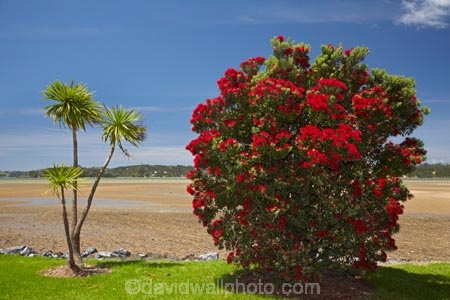 Bay-of-Is;Bay-of-Islands;beach;beaches;Cordyline-australis;crimson;flower;flowers;icon;icons;metrosideros-excelsa;N.I.;N.Z.;native;native-plant;native-plants;nature;new-zealand;NI;North-Auckland;North-Is;north-is.;north-island;Northland;NZ;Paihia;plant;plants;pohutakawa;pohutakawas;Pohutukawa;pohutukawa-flower;pohutukawa-flowers;pohutukawa-tree;pohutukawa-trees;pohutukawas;red;shore;shoreline;summer;symbol;symbols;tree;trees