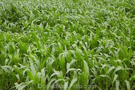 corn;corn-field;corn-fields;cornfield;cornfields;country;countryside;crop;crops;Far-North;farm;farming;farmland;farms;field;fields;green;horticulture;Houhora;maize;maize-field;maize-fields;maizefield;maizefields;meadow;meadows;N.I.;N.Z.;New-Zealand;NI;North-Is;North-Is.;North-Island;Northland;NZ;paddock;paddocks;pasture;pastures;rural