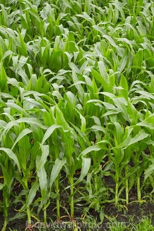 corn;corn-field;corn-fields;cornfield;cornfields;country;countryside;crop;crops;Far-North;farm;farming;farmland;farms;field;fields;green;horticulture;Houhora;maize;maize-field;maize-fields;maizefield;maizefields;meadow;meadows;N.I.;N.Z.;New-Zealand;NI;North-Is;North-Is.;North-Island;Northland;NZ;paddock;paddocks;pasture;pastures;rural