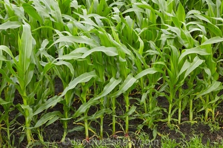 corn;corn-field;corn-fields;cornfield;cornfields;country;countryside;crop;crops;Far-North;farm;farming;farmland;farms;field;fields;green;horticulture;Houhora;maize;maize-field;maize-fields;maizefield;maizefields;meadow;meadows;N.I.;N.Z.;New-Zealand;NI;North-Is;North-Is.;North-Island;Northland;NZ;paddock;paddocks;pasture;pastures;rural