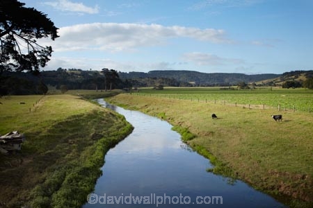 agricultural;agriculture;cattle;country;countryside;cow;cows;farm;farming;farmland;farms;field;fields;meadow;meadows;N.I.;N.Z.;New-Zealand;NI;North-Is;North-Is.;North-Island;Northland;NZ;paddock;paddocks;pasture;pastures;river;rivers;rural;Whakapara;Whakapara-River
