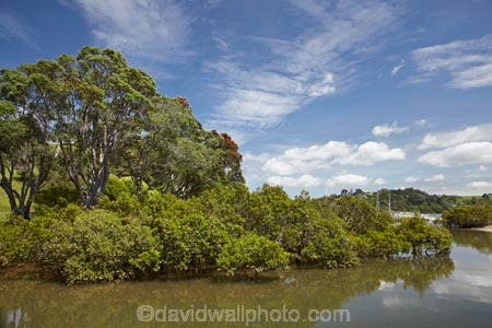 Auckland-Region;estuaries;estuary;inlet;inlets;lagoon;lagoons;mangrove;mangrove-swamp;mangrove-swamps;mangroves;metrosideros-excelsa;N.I.;N.Z.;native;native-plant;native-plants;New-Zealand;NI;North-Is;North-Is.;North-Island;Northland;NZ;plant;plants;pohutakawa;pohutakawas;pohutukawa;pohutukawa-tree;pohutukawa-trees;pohutukawas;Rodney-District;Sandspit;summer;tidal;tide;tides;tree;trees;Warkworth;water