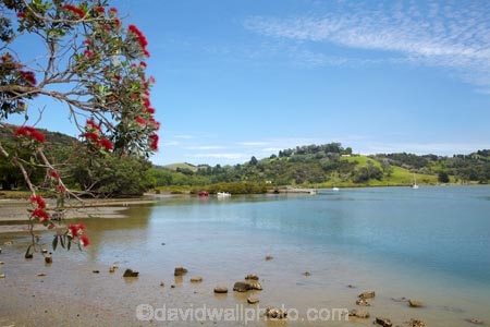 Auckland-Region;coast;coastal;coastline;coastlines;coasts;estuaries;estuary;flower;flowers;foreshore;inlet;inlets;lagoon;lagoons;metrosideros-excelsa;N.I.;N.Z.;native;native-plant;native-plants;New-Zealand;NI;North-Is;North-Is.;North-Island;Northland;NZ;plant;plants;pohutakawa;pohutakawas;pohutukawa;pohutukawa-flower;pohutukawa-flowers;pohutukawa-tree;pohutukawa-trees;pohutukawas;Puhoi-River;Puhutakawa-Tree;Rodney-District;shore;shoreline;shorelines;shores;summer;tidal;tide;tree;trees;water;Wenderholm-Park;Wenderholm-Regional-Park