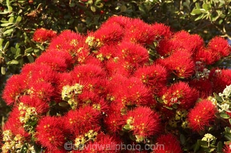 Bay-of-Islands;beach;beaches;crimson;flower;flowers;icon;icons;leaf;leaves;Metrosideros-excelsa;native;nature;new-zealand;North-Auckland;north-is.;north-island;Northland;Paihia;Pohutukawa;pohutukawas;red;shore;shoreline;summer;symbol;symbols