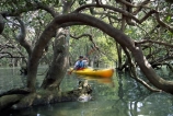 color;colors;colour;colours;green;kayak;kayaker;mangrove;natural;nature;rivers;scene;scenic;sea-kayak;water;water-fall;water-falls;waterfall;waterfalls;wet;yellow
