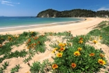 beaches;color;colour;flower;flowers;orange;sand;summer;yellow
