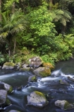 brook;brooks;creek;creeks;fern;ferns;flora;forest;forestry;forests;green;Hatea-River;lush;native-bush;new-zealand;north-is.;north-island;Northland;outdoor;outdoors;rivers;stream;streams;undergrowth;watercourse;Whangarei;Whangarei-Falls